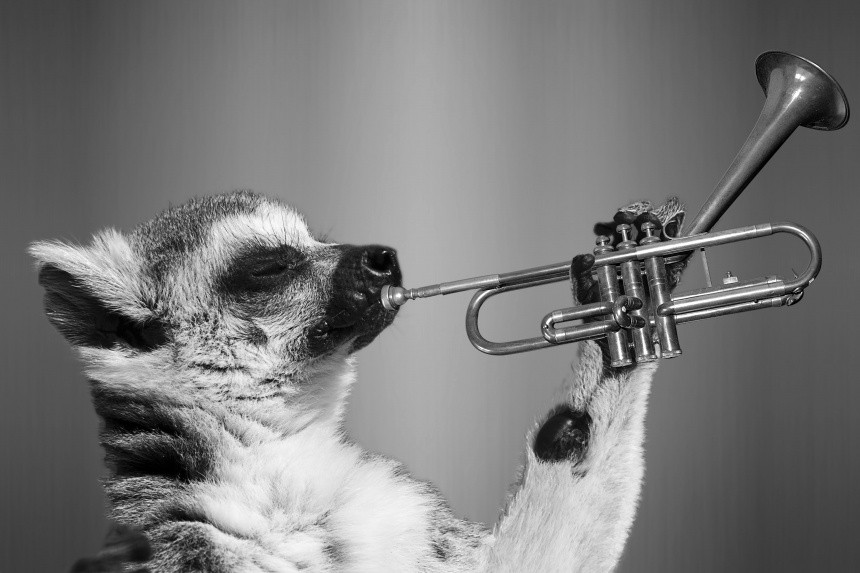 Lemur trompeta