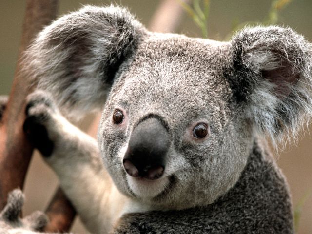yo