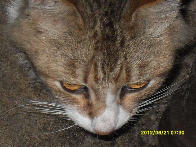 gato
