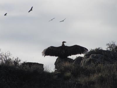 HOCES RIAZA_2014_IMG_2881.jpg