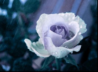 White_Rose_and_Rain_by_Mathan552.jpg