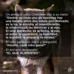 indio cherokee - la batalla entre dos lobos.jpg