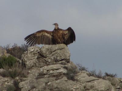 HOCES RIAZA 2014_IMG_2896.jpg