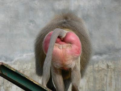 BABOON BUTTOCKS.jpg