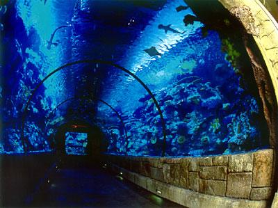 shark_reef_2.jpg