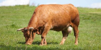 RUBIA GALLEGA - Sunburst.jpg