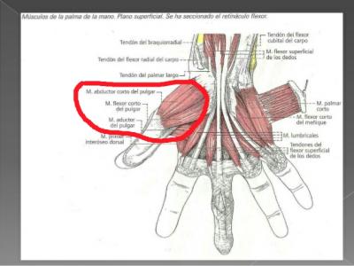 musculos-de-la-mano-4-638_1503069159517.jpg
