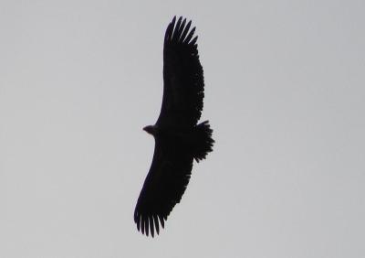 HOCES RIAZA_2014_IMG_2947.jpg