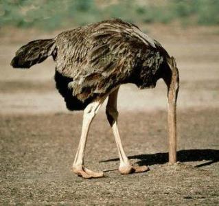 avestruz_01.jpg