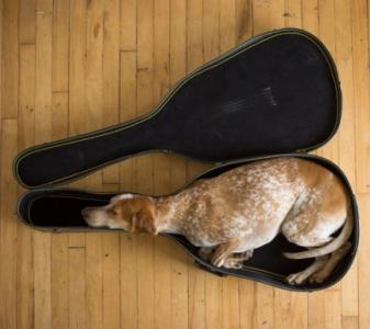 perro-durmiendo-en-la-funda-de-una-guitarra (1).jpg