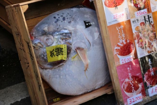 Mercado Tsukiji - Un enorme pez luna