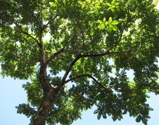 Dalbergia