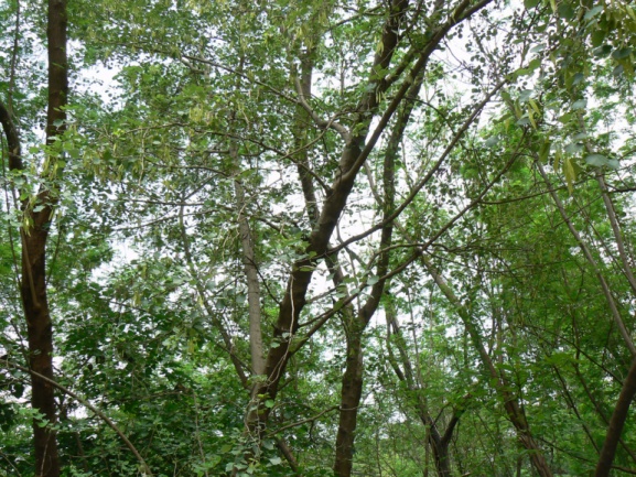 Indian Rosewood