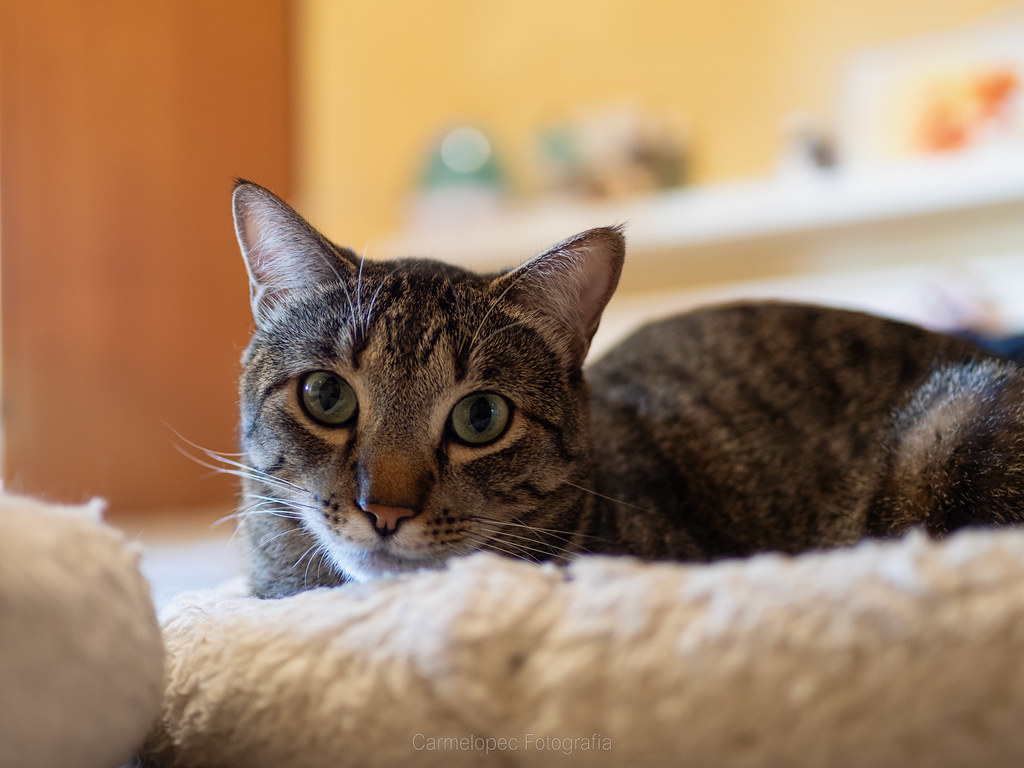 37e9b0226a8ab107cf1c6cf0b550b-3152251.jpeg