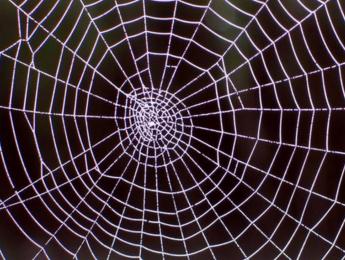 Las arañas afinan sus redes como las cuerdas de una guitarra