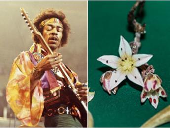 Bautizan a una planta con el nombre de Jimi Hendrix