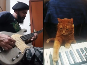 ¿Falta de inspiración? Este bajista la encontró en un gato ruso que toca el piano